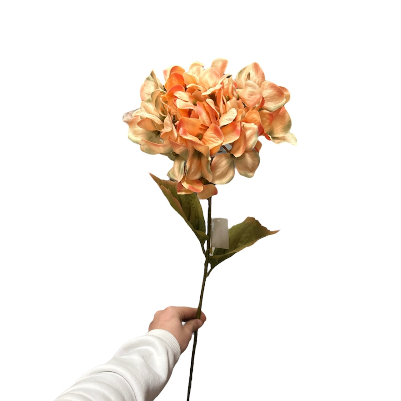 Ortensie bud