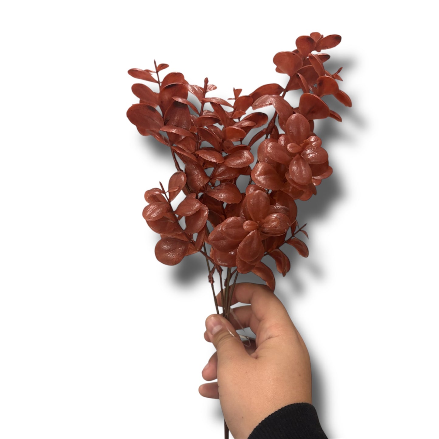 Buxus bush