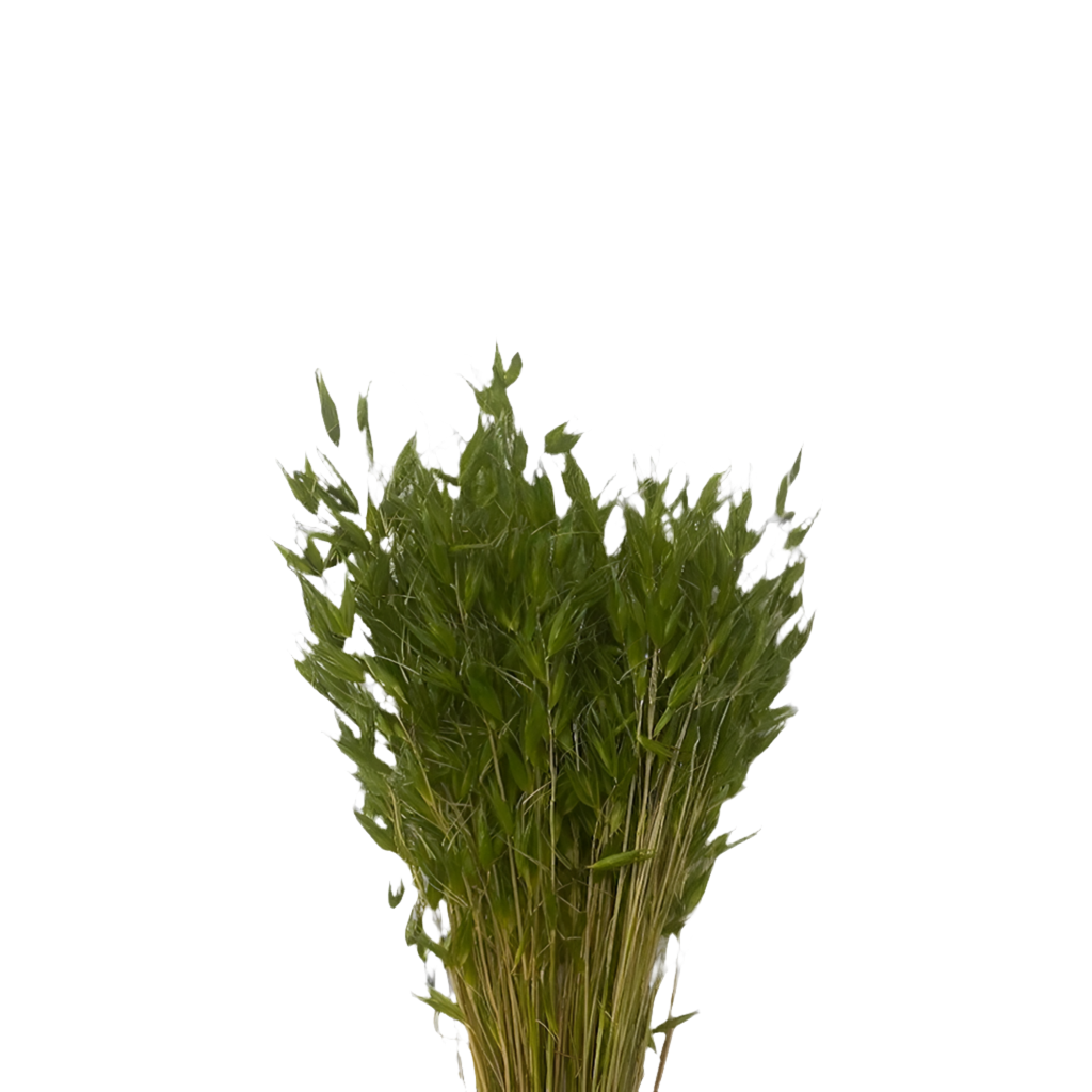 Avena selvatica 100gr