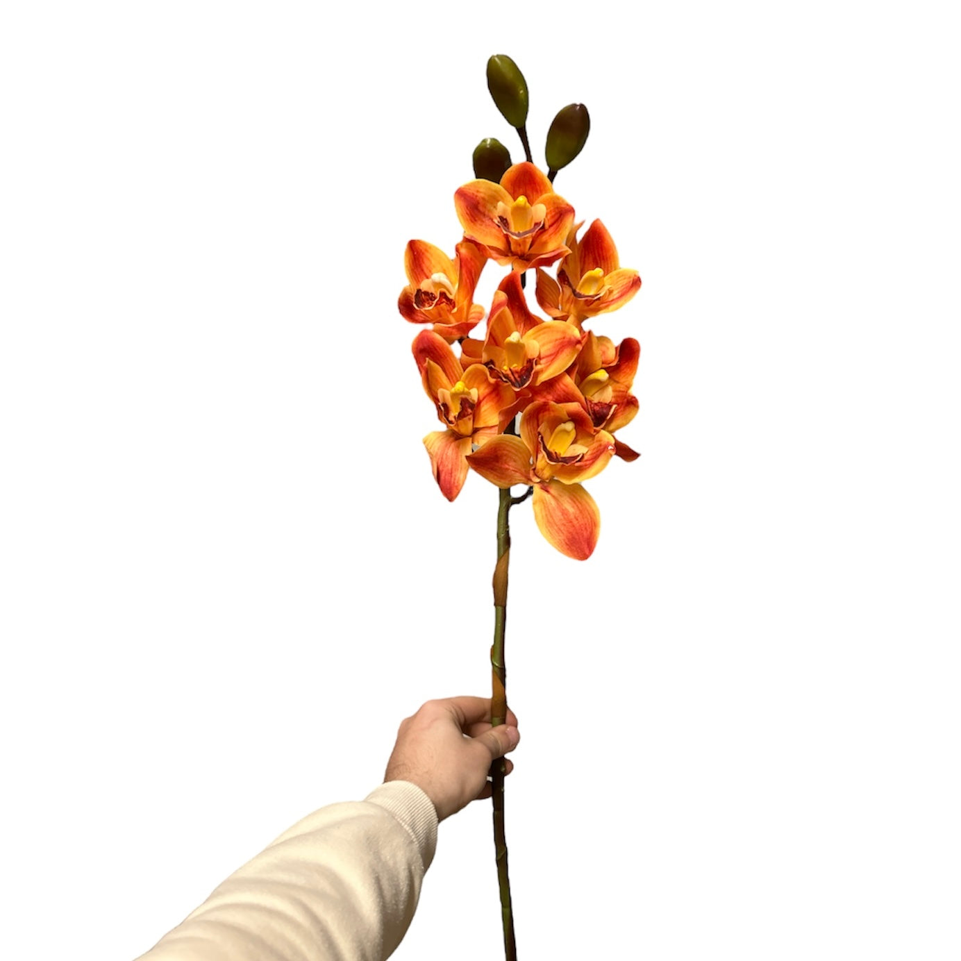 Cimbidium real touch