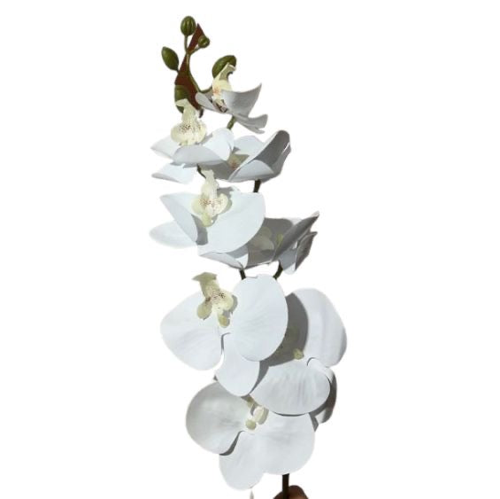 Ramo orchidee