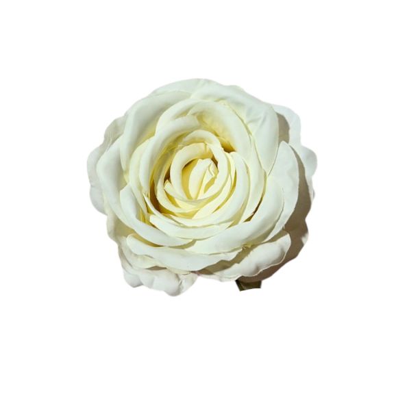 Rose single stem 11x11x19cm (12pz)