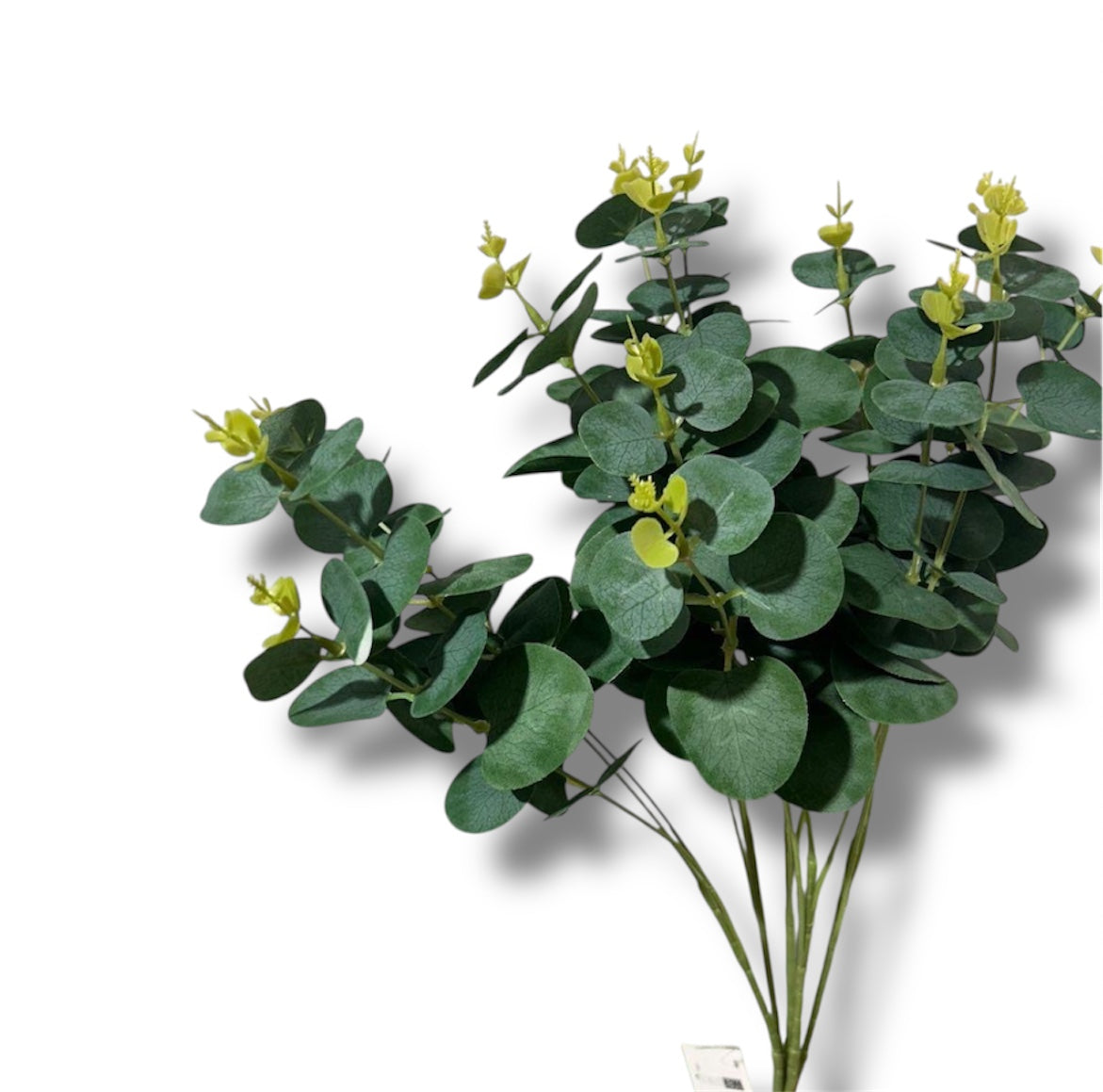 Eucalyptus bush