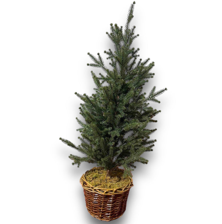 Pinetto scotch con cesto H.80cm