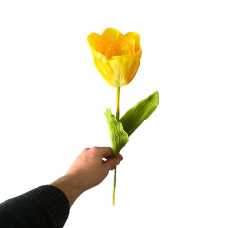 Tulipano singolo