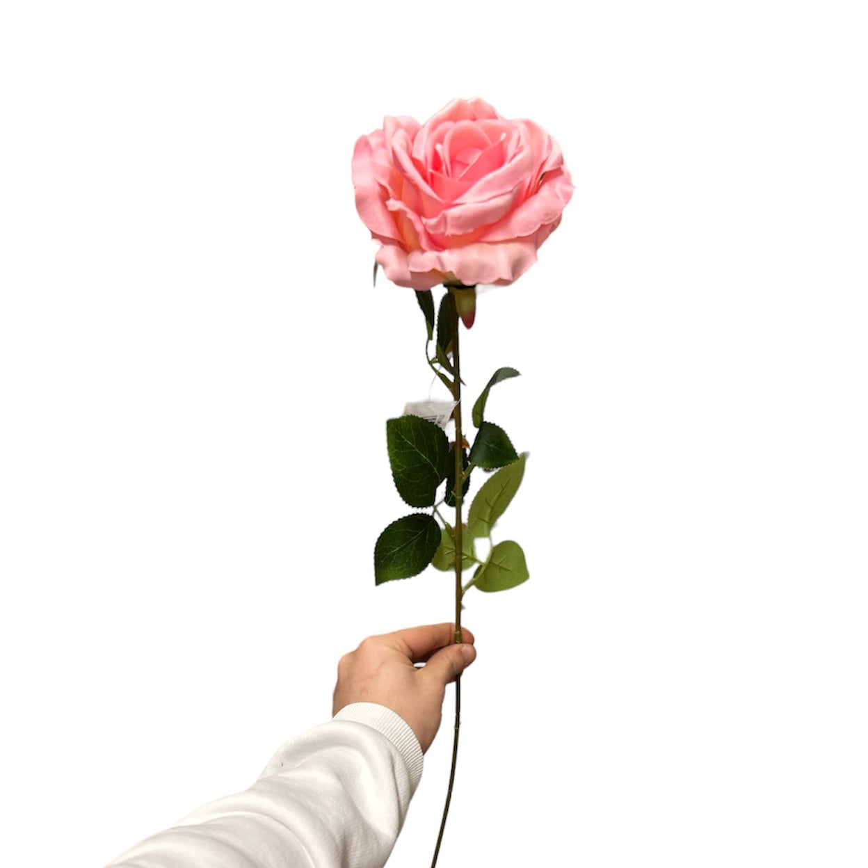 Rose singole