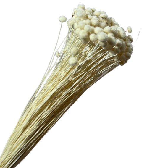 Amarellini 100gr