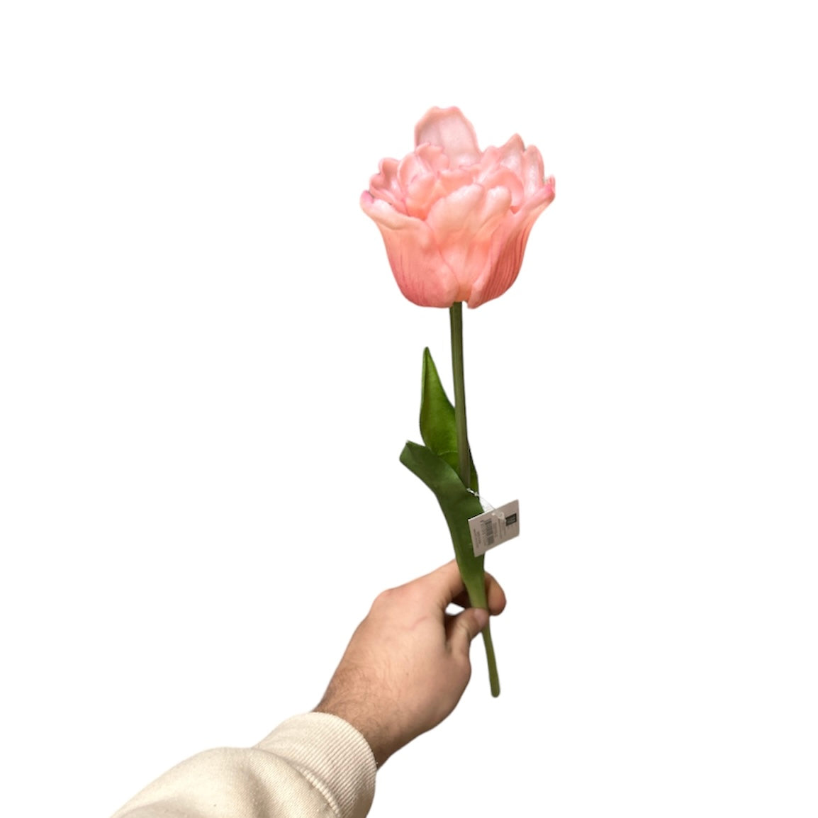 Tulipano singolo