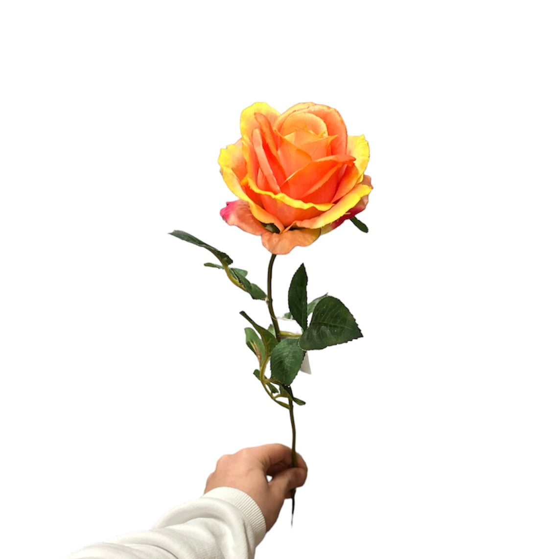 Rose singole