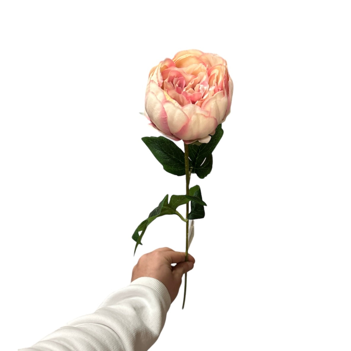 Peonia singola