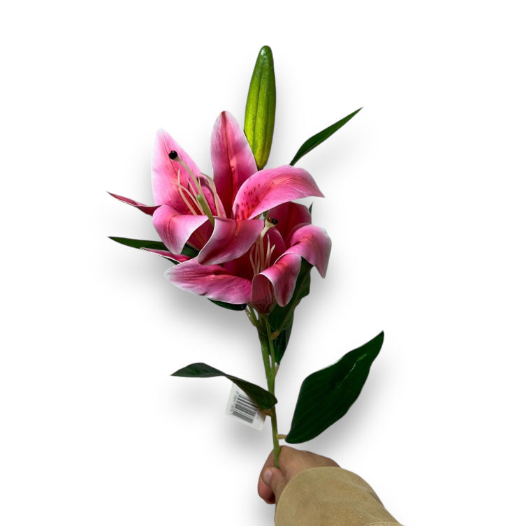 Lilium