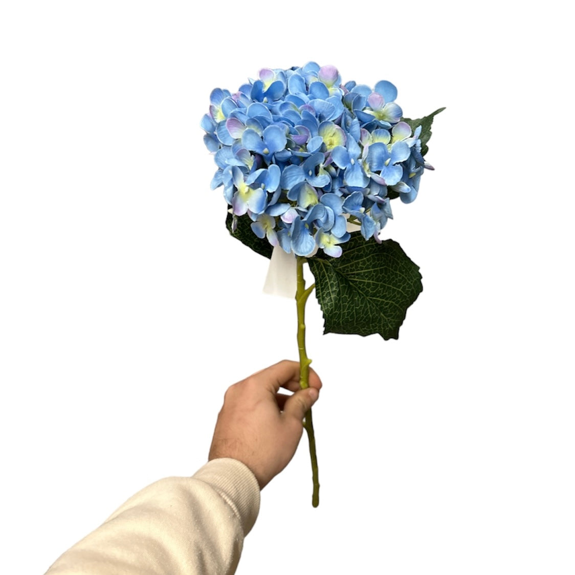 Ortensie