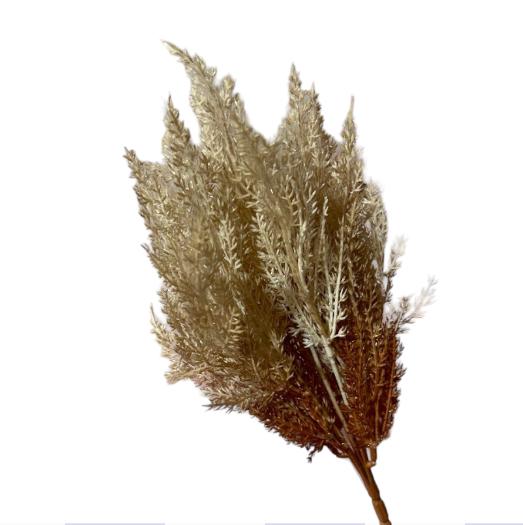 Bush springeri 40cm