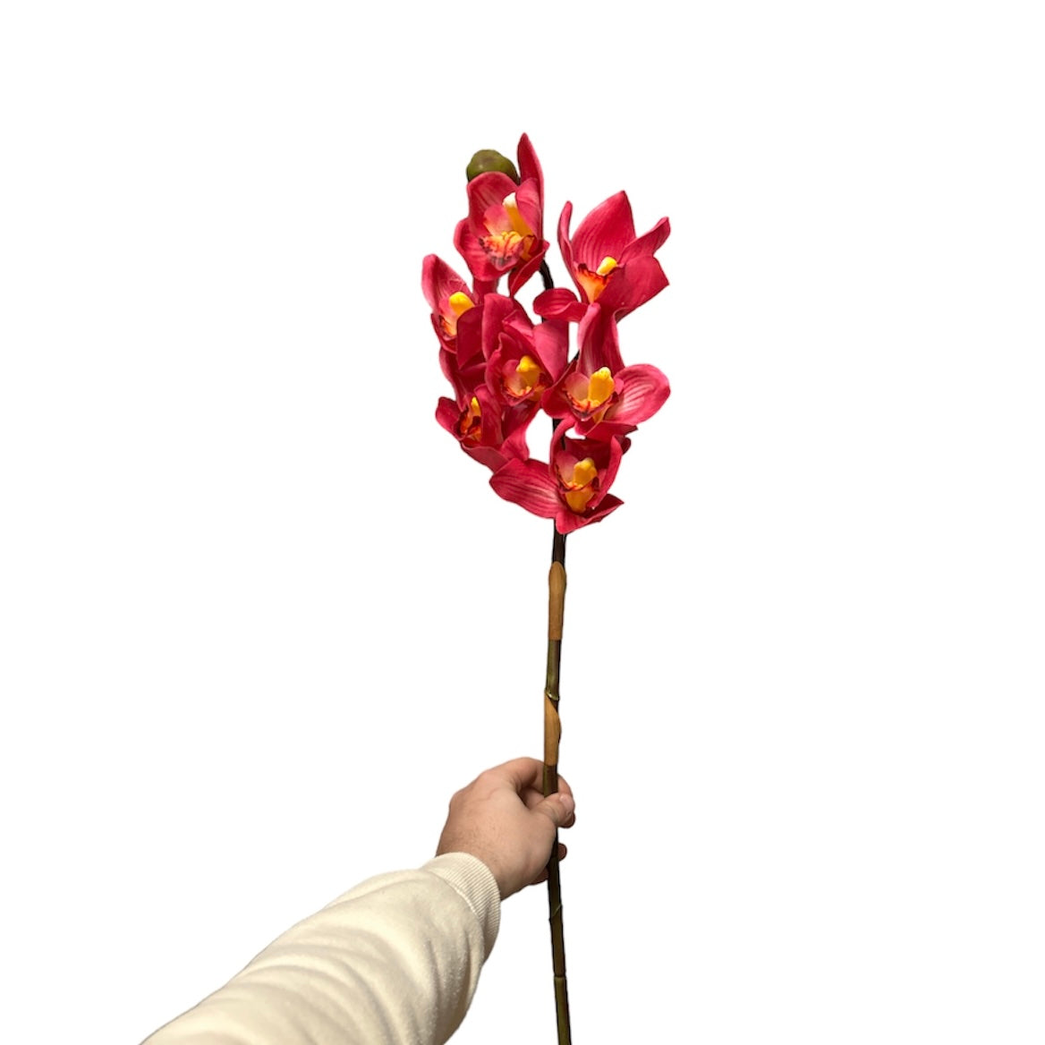 Cimbidium real touch