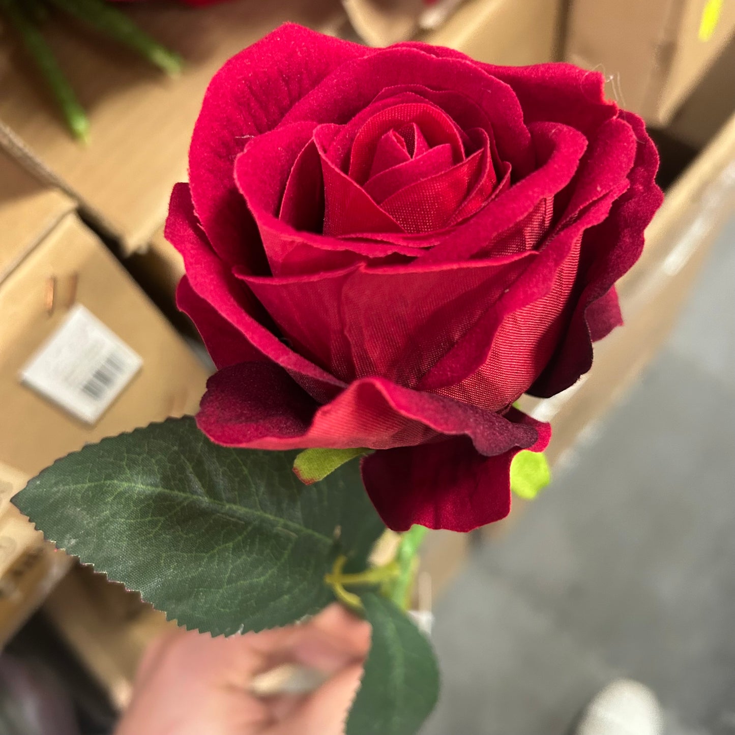 Rosa singola rossa