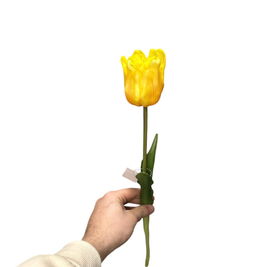 Tulipano singolo