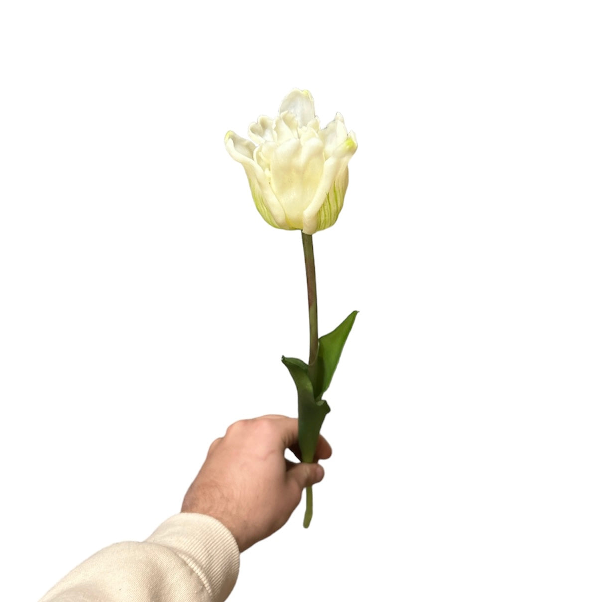 Tulipano singolo