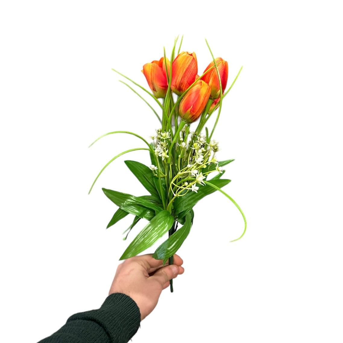 Bush tulipano