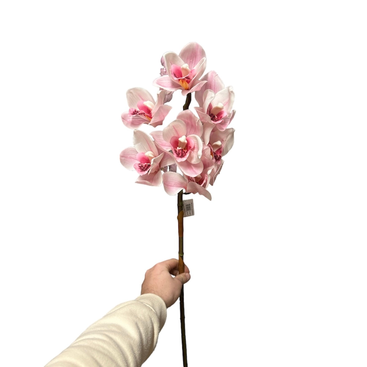 Cimbidium real touch