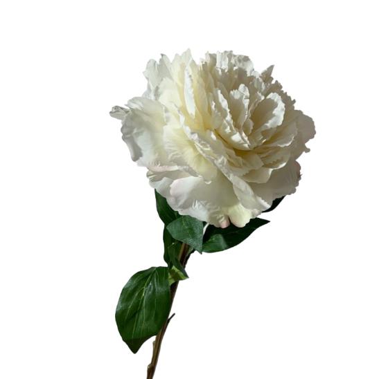Peonia isabel 65cm