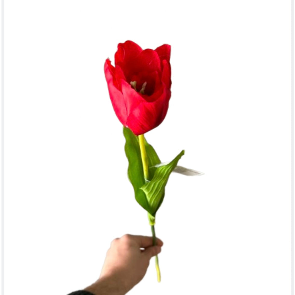 Tulipano singolo