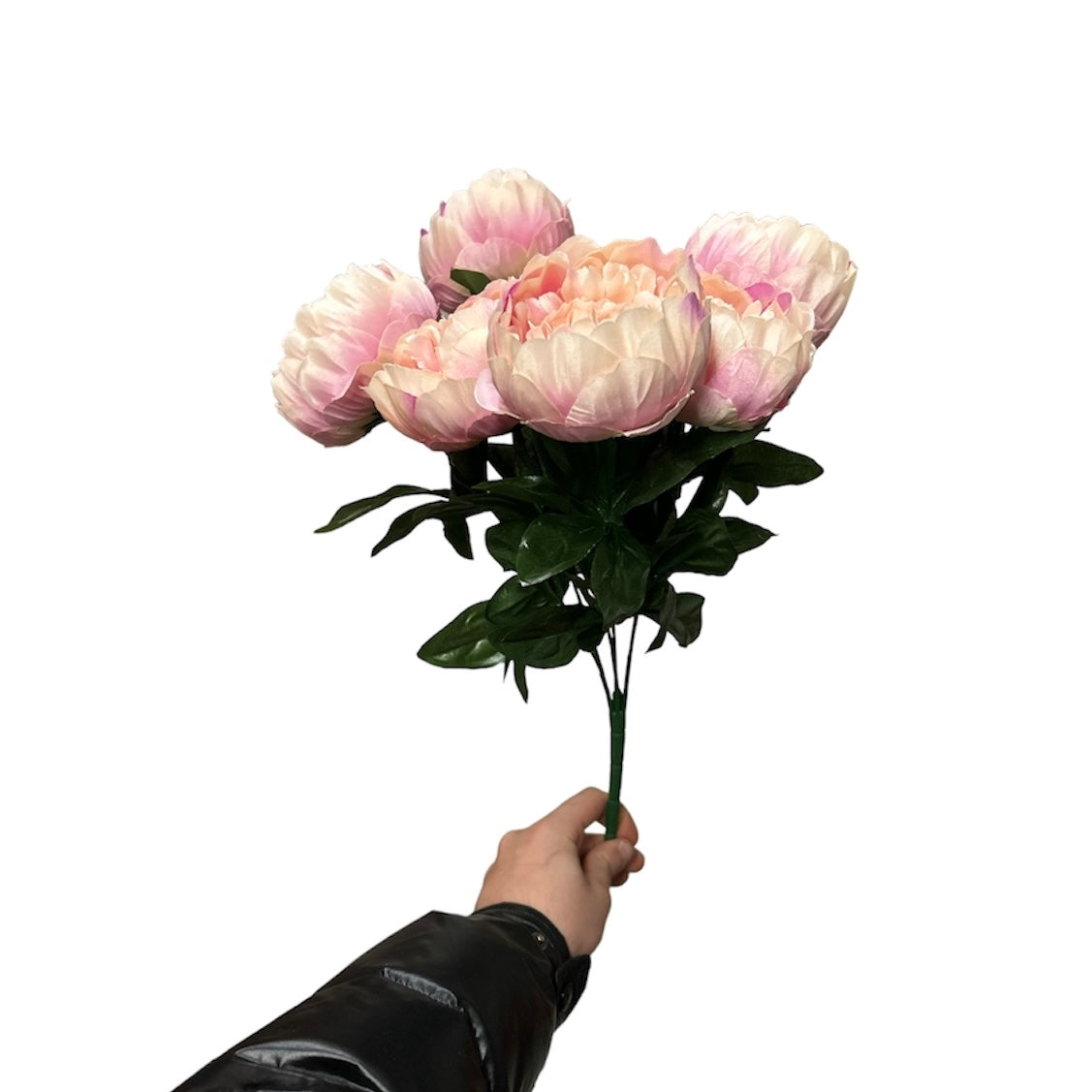 Peonie bush x7
