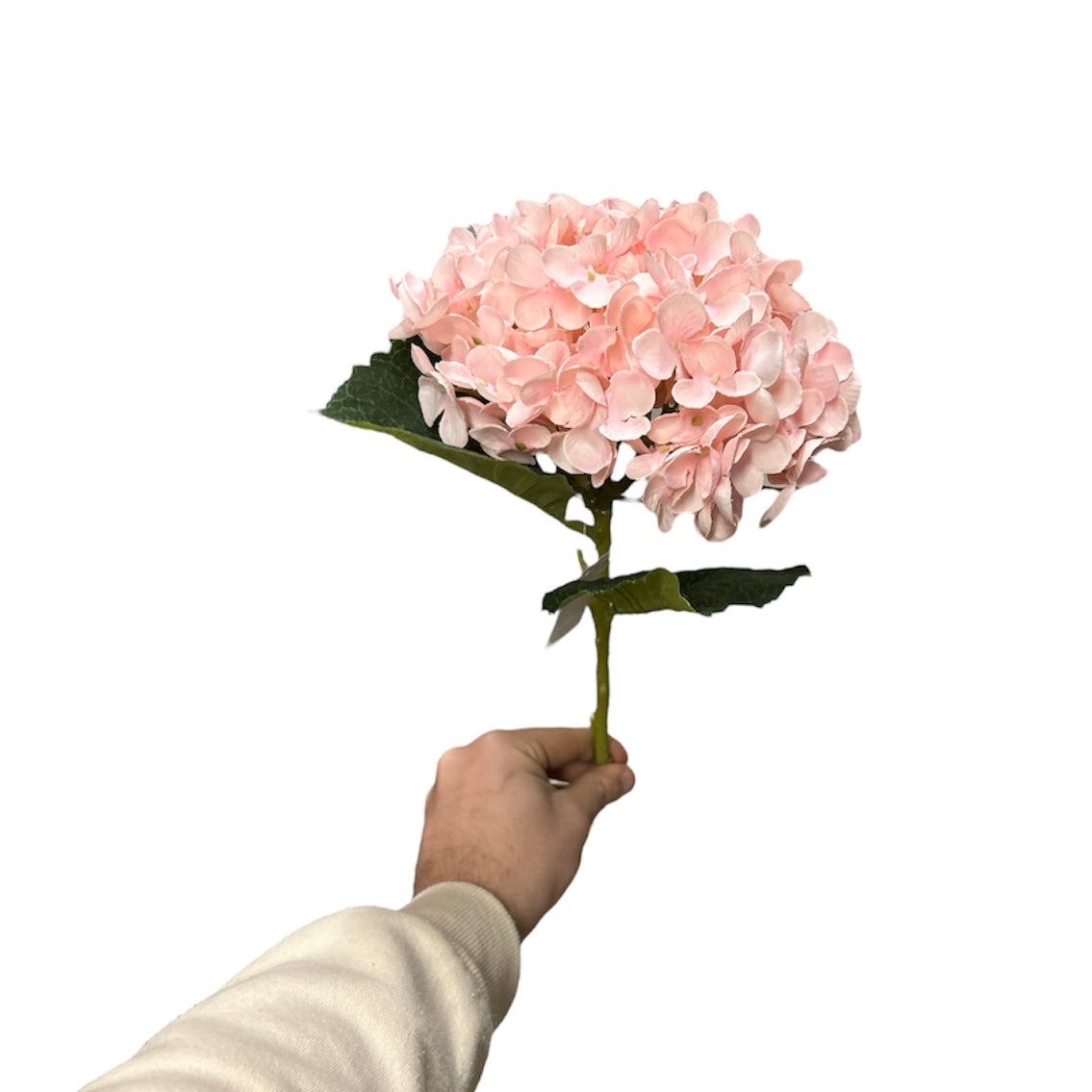 Ortensie