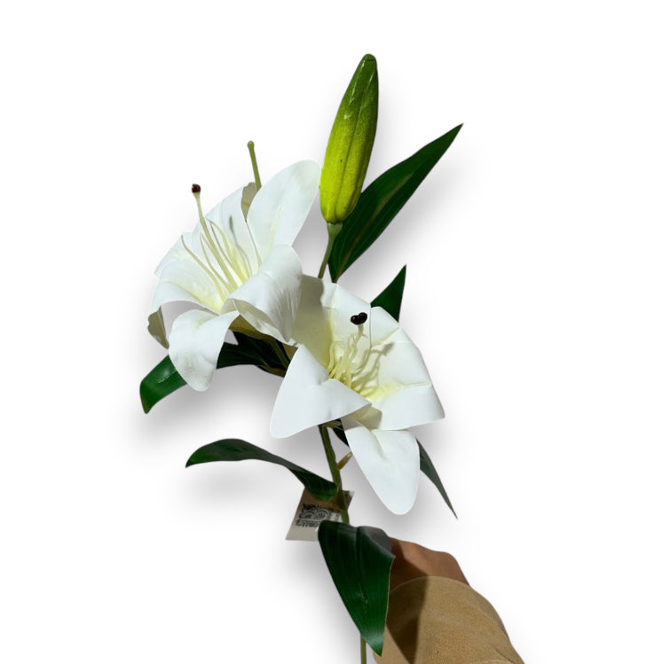 Lilium