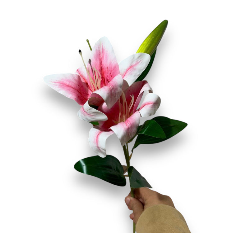 Lilium