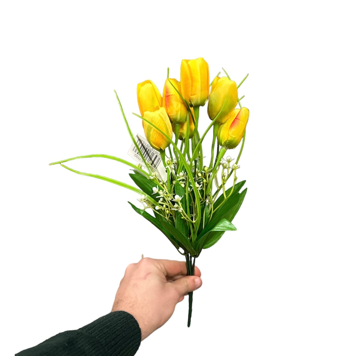 Bush tulipano