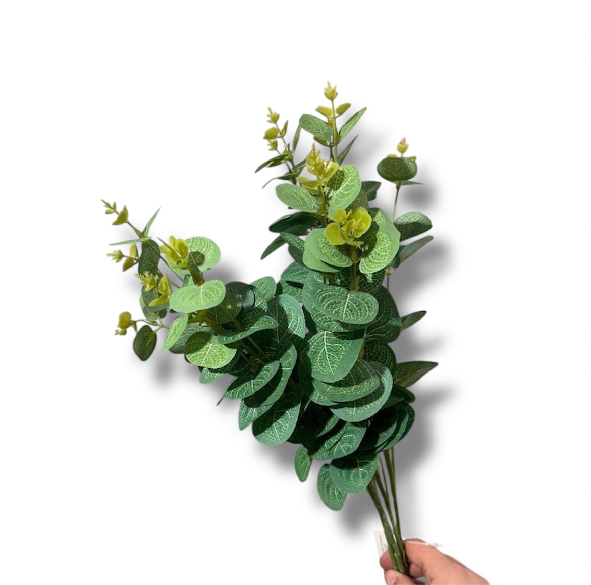 Eucalyptus bush