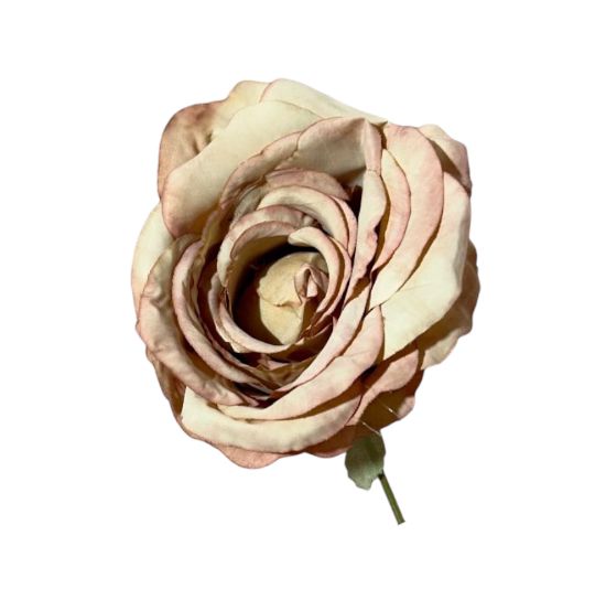 Rose single stem 11x11x19cm (12pz)