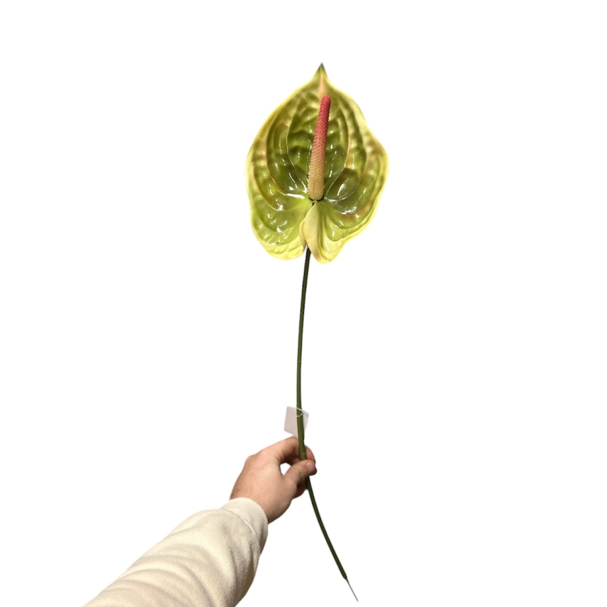 Anthurium spray