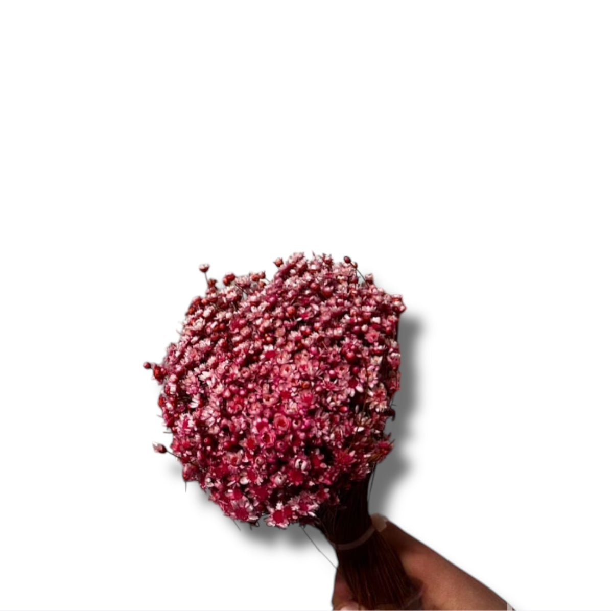 Glixia colorata 50gr