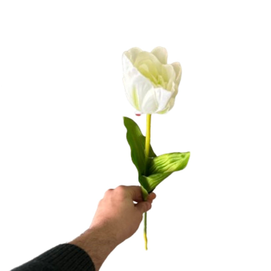 Tulipano singolo
