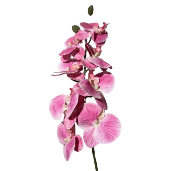 Ramo orchidee