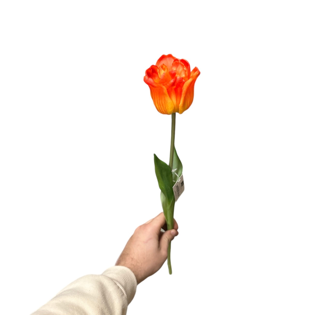 Tulipano singolo
