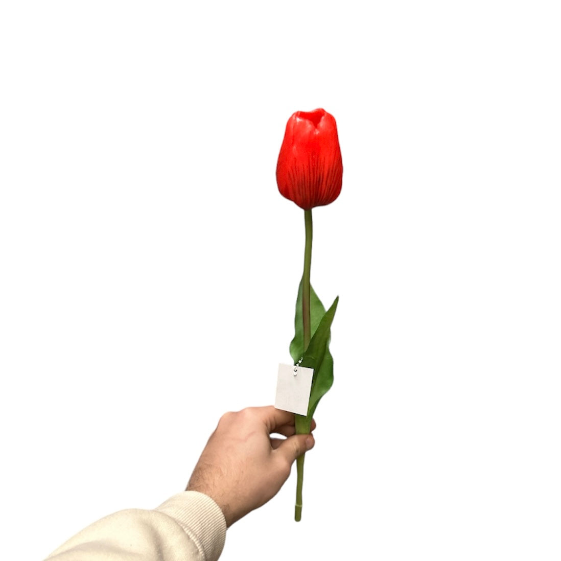Tulipano singolo