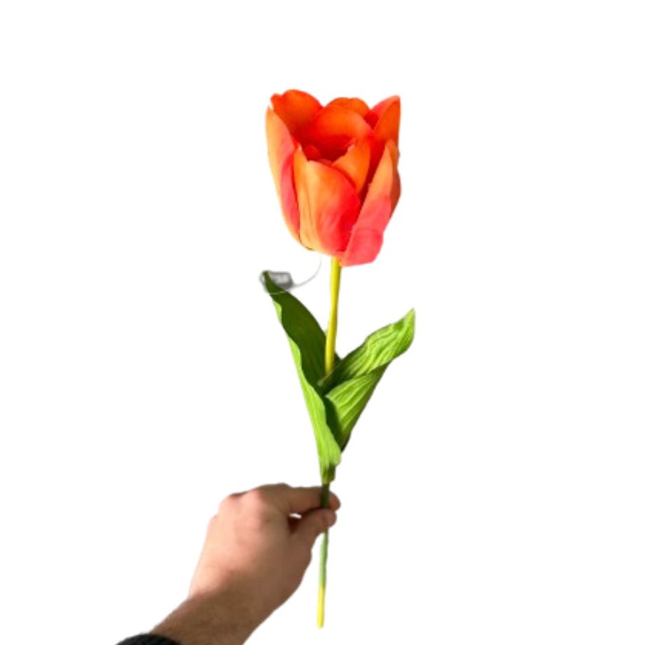 Tulipano singolo