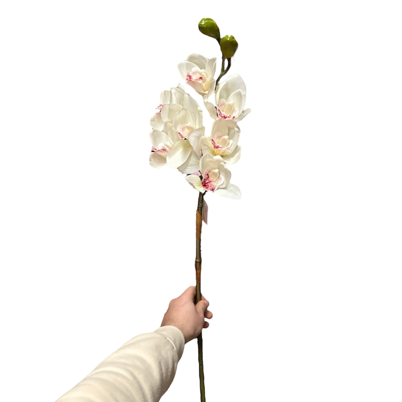 Cimbidium real touch