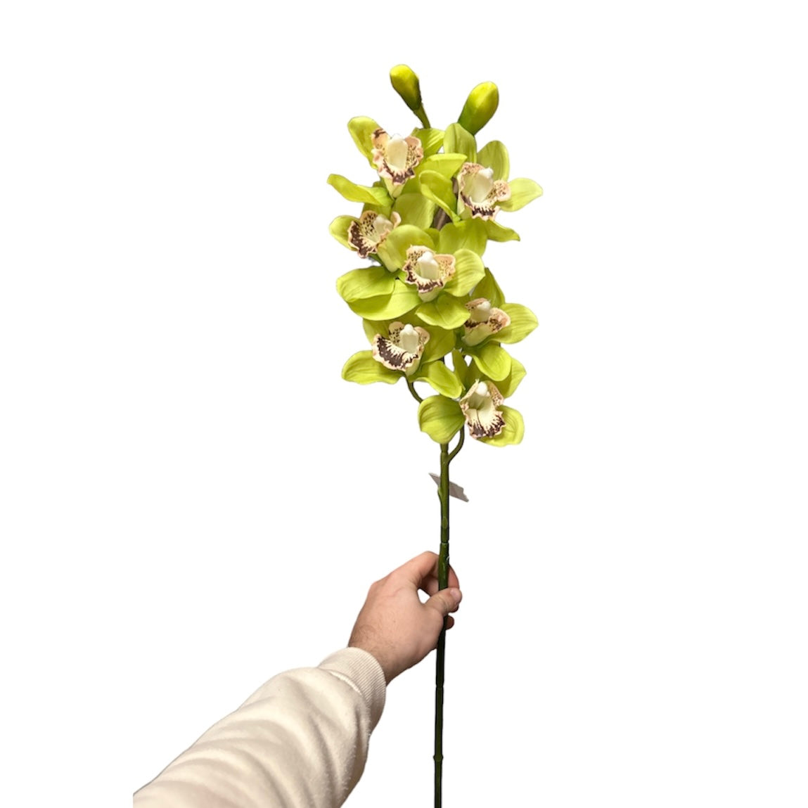 Cymbidium spray w/7flowers