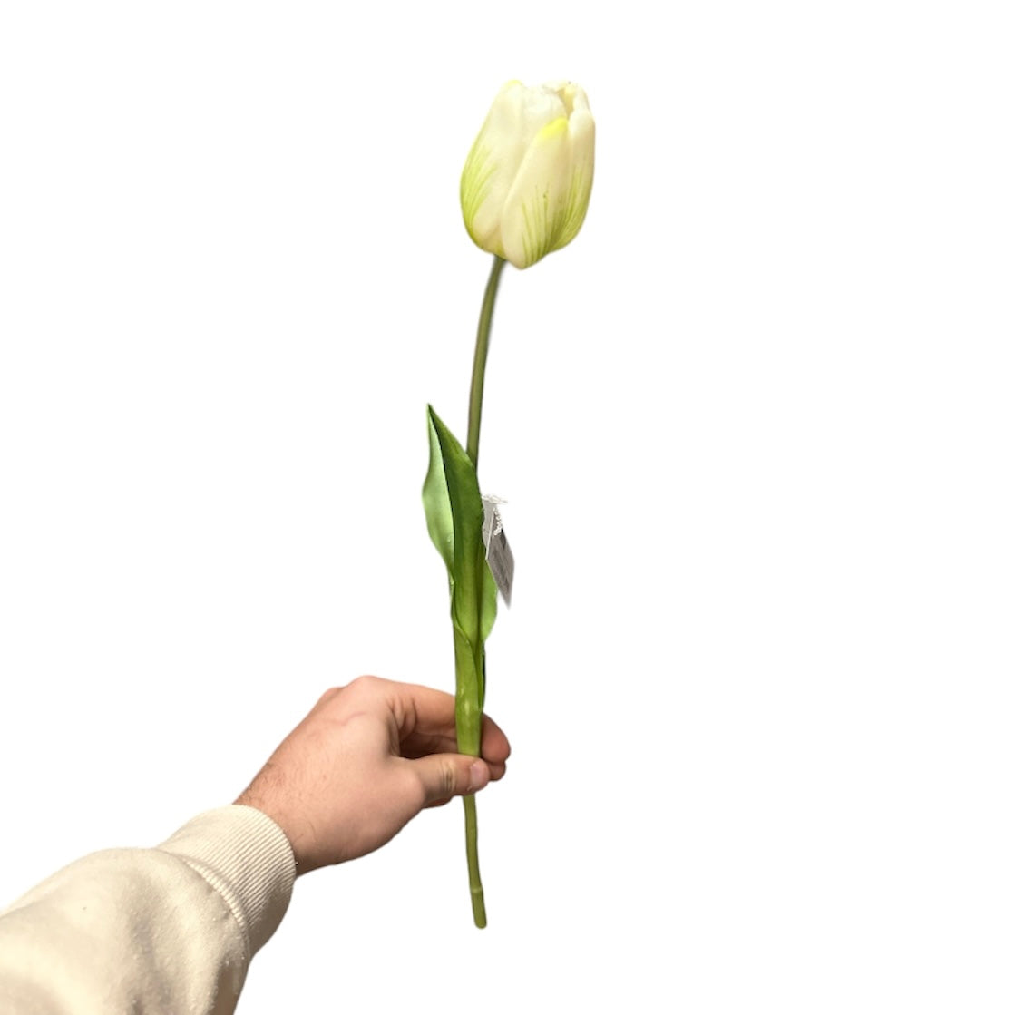Tulipano singolo