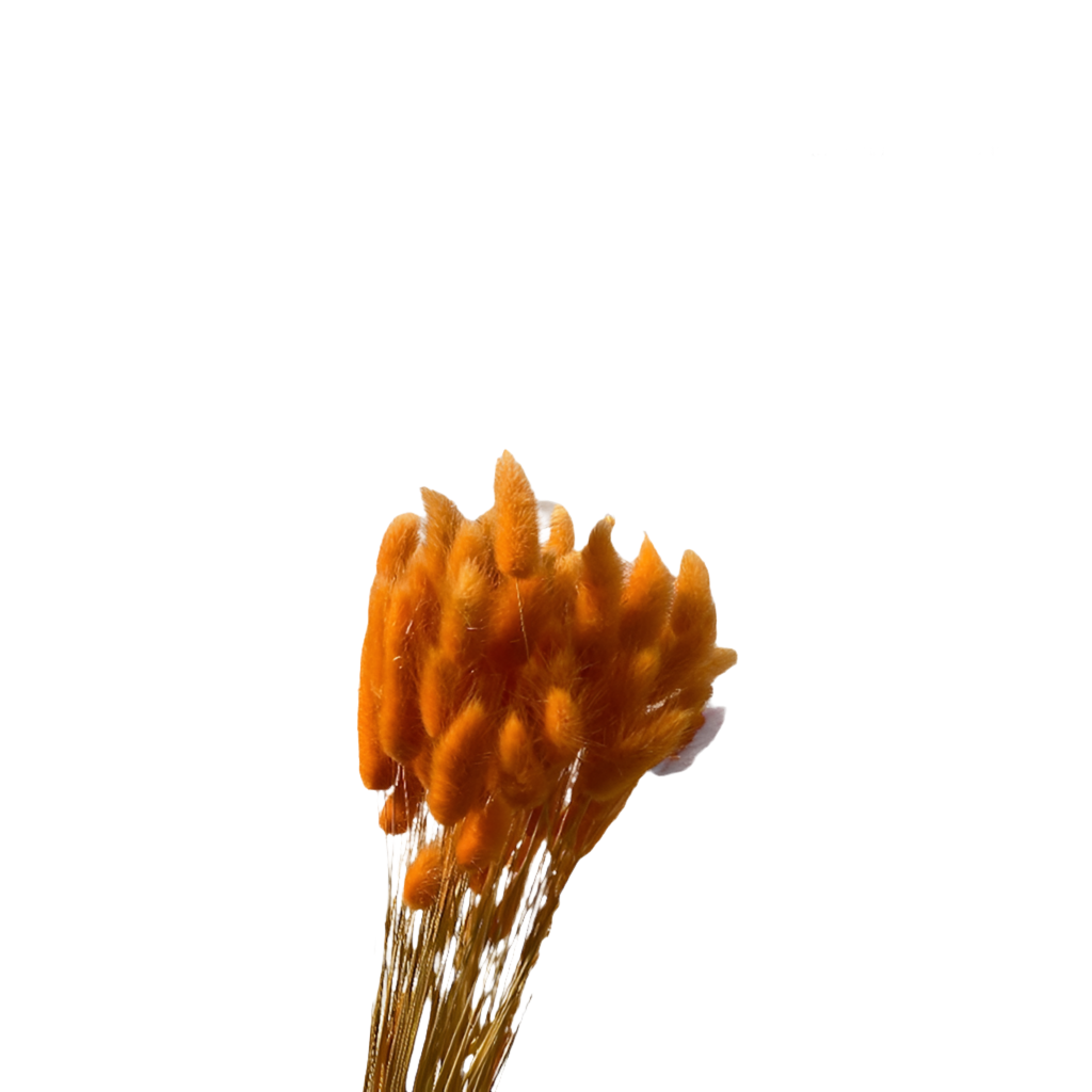 Topini 100gr