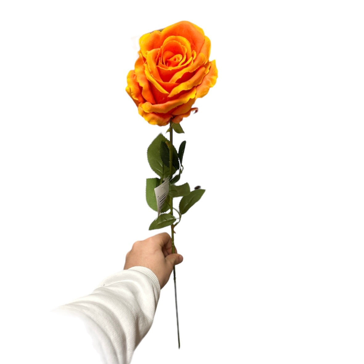 Rose singole