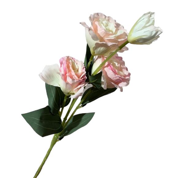 Ra. Lisianthus
