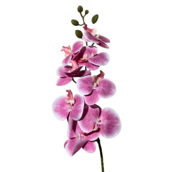 Ramo orchidee