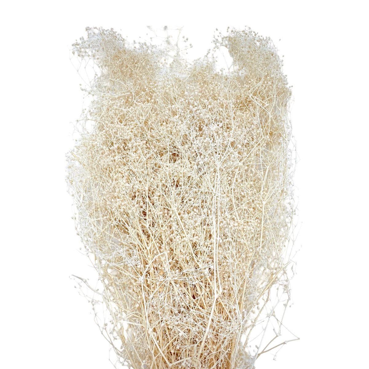 Gypsophila mini 40gr