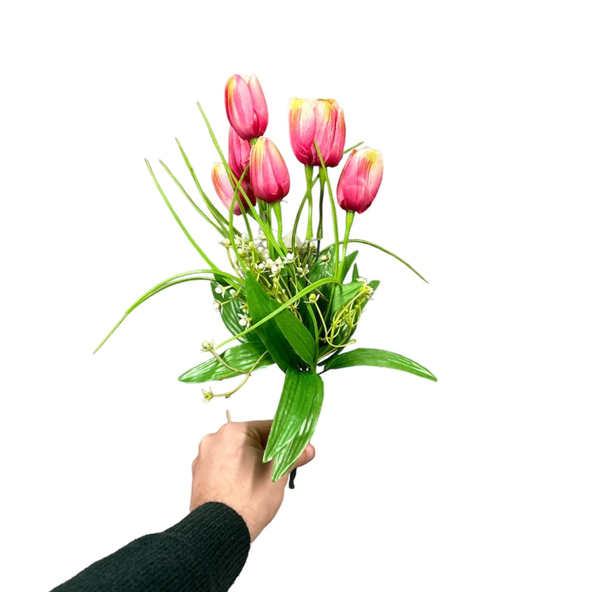 Bush tulipano
