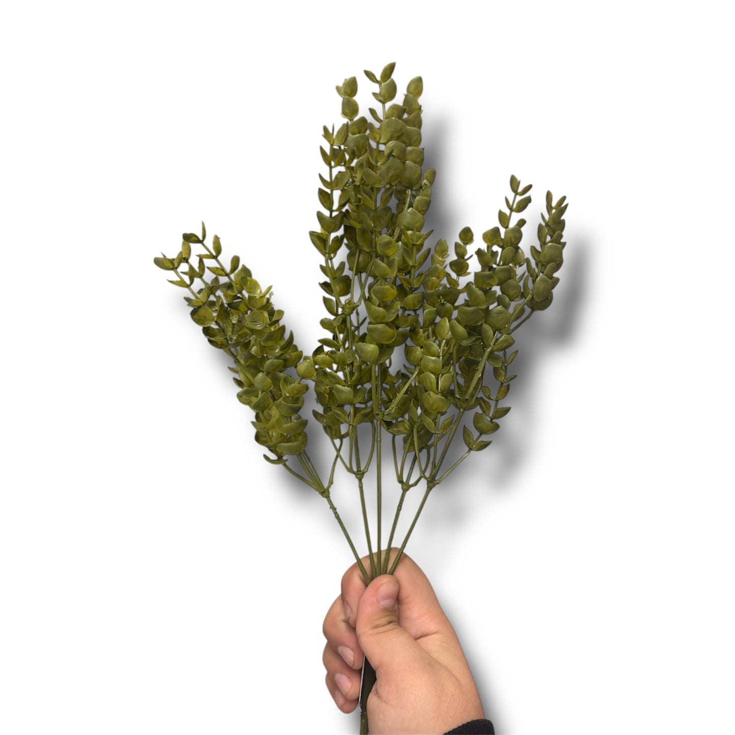 Eucalyptus fern bush