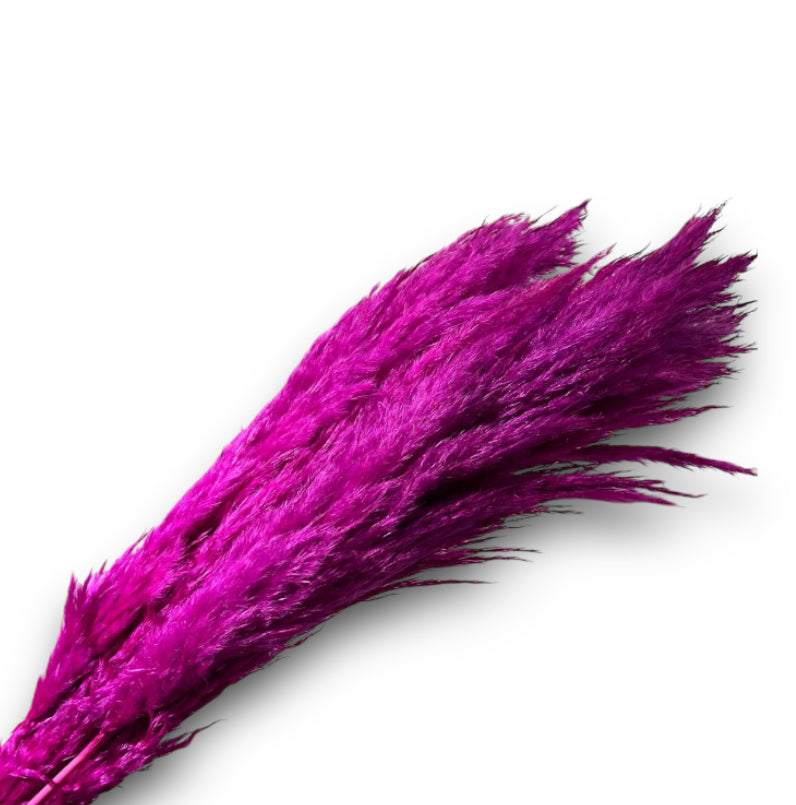 PAMPAS LUNGA COLORATA (6pz)